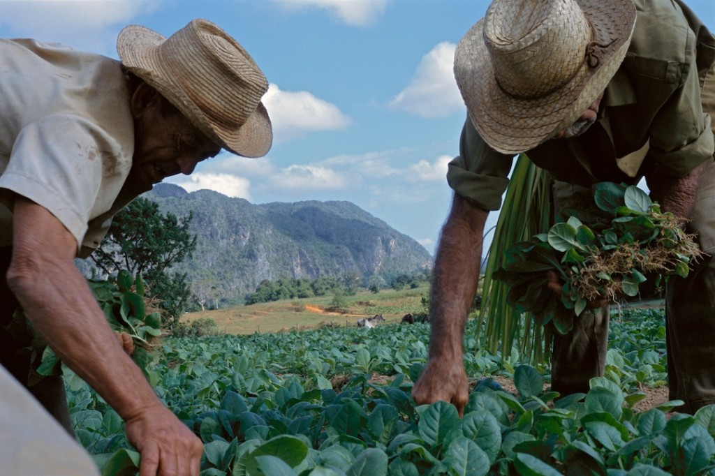 Tobacco farmers